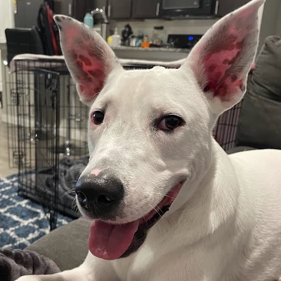 Arlo, a white dog with tall pink-lined ears, lying on the sofa with his tongue out